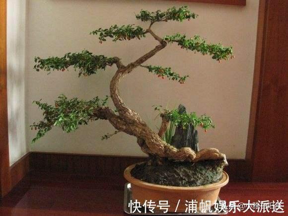 叶绿枝壮|没钱养花就养它，剪个枝埋土里，10天生根，一年变漂亮盆景结满果