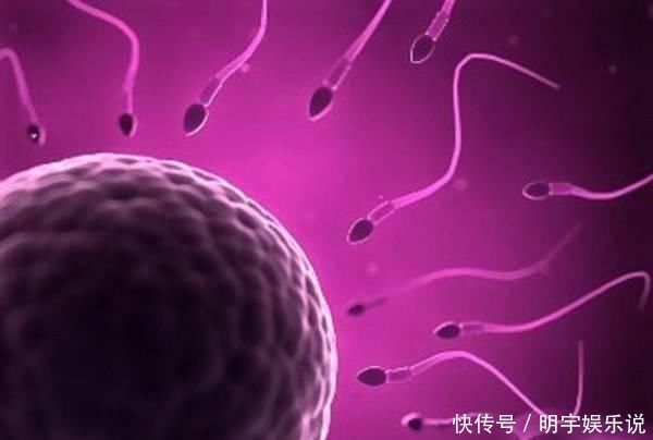 精子|如果卵子没遇到精子,那么排出的“卵子”去了哪里害羞也看完