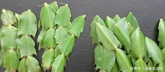  养花|家里养花，用此个妙招，一盆变成十盆，花盆都不够用了