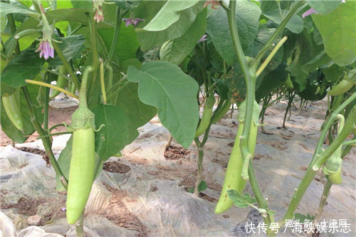茄子开花了为什么不长茄子 茄子开花了为什么不长茄子
