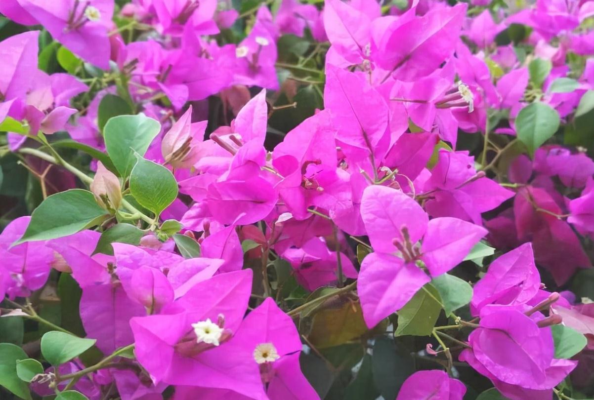 农历九月十八霜降后,养什么花?家里养3种花,喜气盈门如意平安