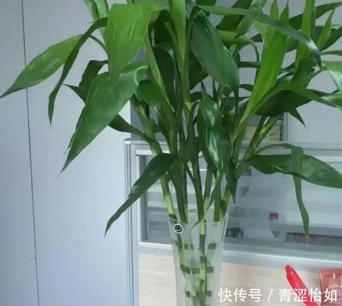 浇灌|文竹富贵竹黄叶,吃粒过期药,30天长爆盆,根系粗壮、叶子绿