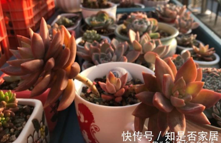 多肉铭月皮实又常见,但养好了同样好看,我就喜欢这种好养的多肉