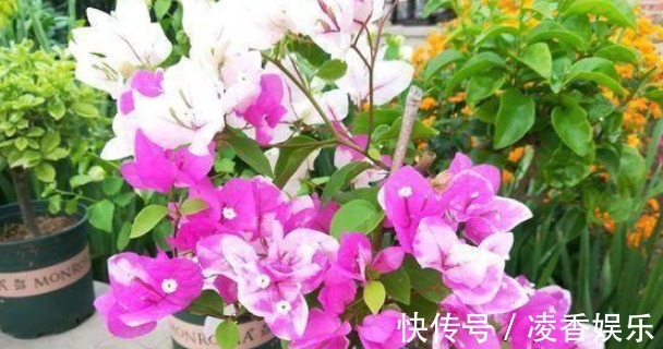 花卉|花盆里的土“变少”直接“填土”易烂根,教你3个实用小方法!