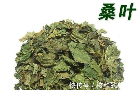 玉楸药解|本草精荟:桑树四药:桑叶、桑枝、桑椹、桑白皮