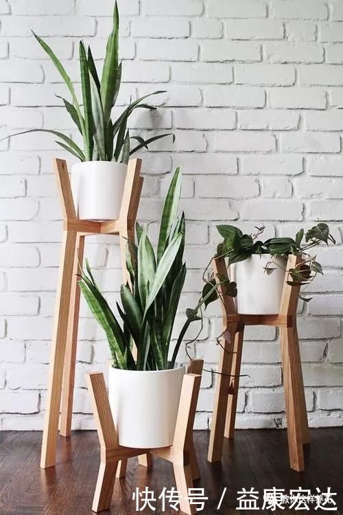 虎尾兰|客厅适合养的5种“耐旱花”，1个月不用浇水，反而爆盆！