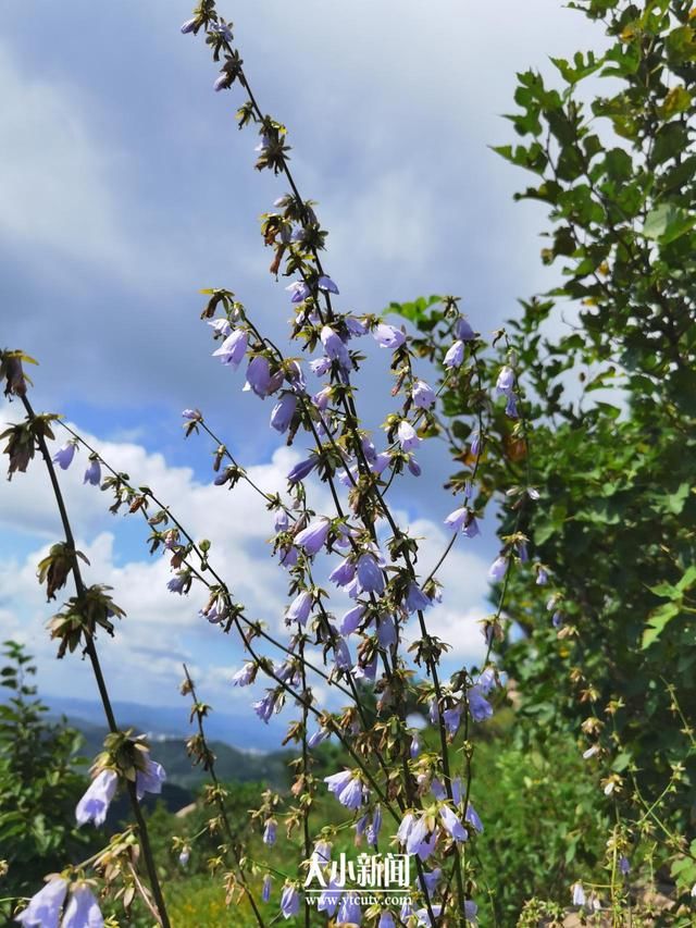 药材|探花记｜桔梗科植物“沙参”是药材