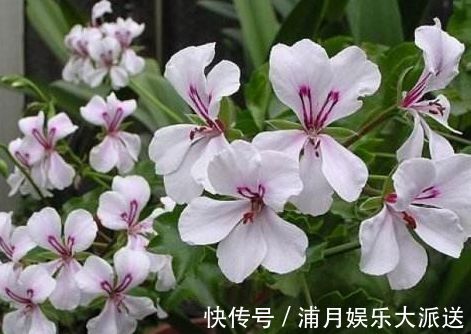 天竺葵|“优良月季”土星王阳台,丰腴婀娜,美丽怡人,开花很容易爆盆