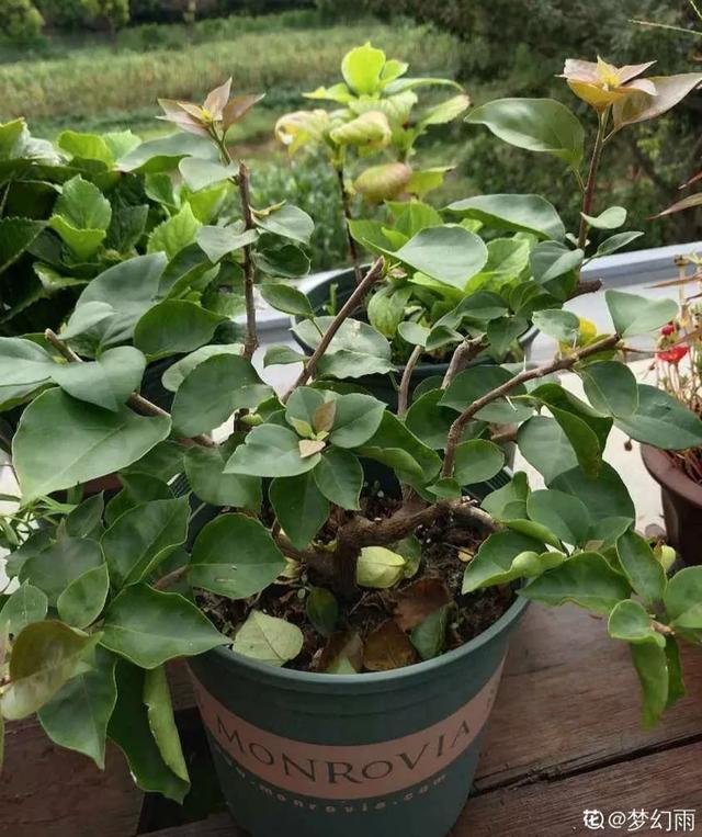 扦插|三角梅的养护大全摘光叶子，少浇水，使劲晒，开花爆满盆