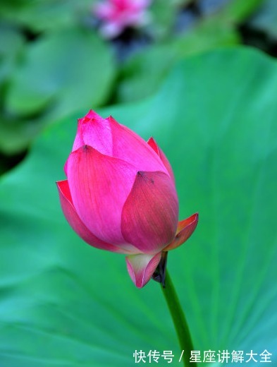 喜鹊|7月中旬，喜鹊报喜，4属相桃花朵朵，事业进步，日子顺风顺水