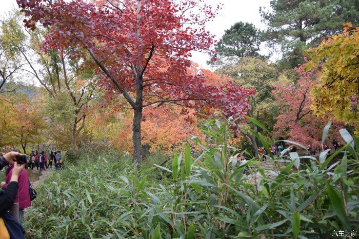 天平山|【喜迎国庆】停车坐爱枫林晚，霜叶红于二月花。游天平山赏枫叶