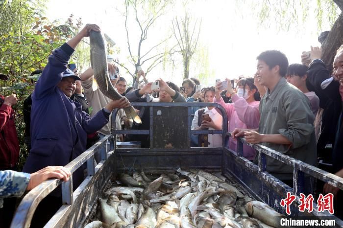 鱼儿|湖北一职院湖塘拉网捕鱼 师生免费吃