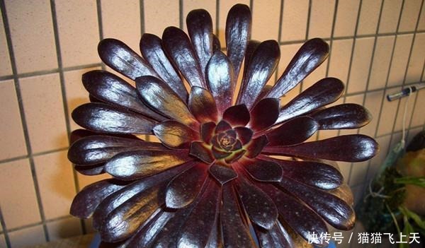 养多肉的都是女生, 男生养多肉很“娘” 这种多肉很阳刚!