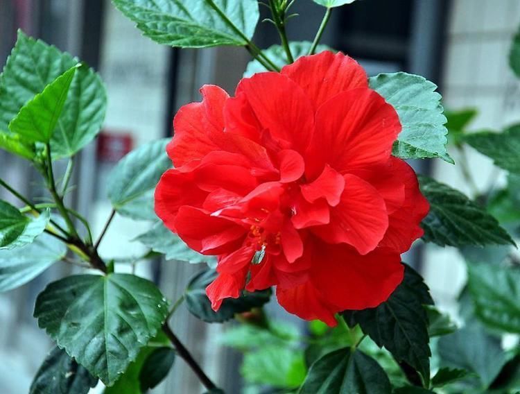  植物|这几种花开花太勤了，想要天天有花赏，选它们没错