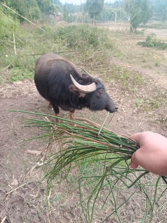 从年尾钓到年头，寓意年年有渔