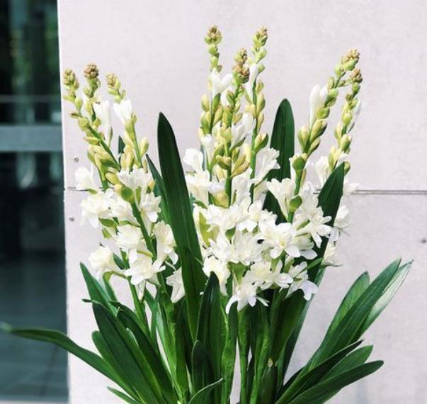 分享一款“香水花”,漂亮好养还值钱,是大牌香水提取原料