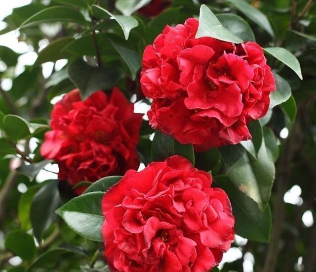 几款花卉，花香四溢，好养易活，还可净化空气