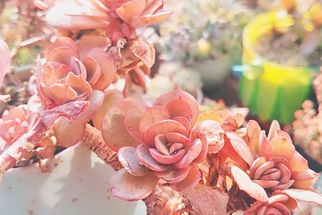 想要多肉“变色”，满足3个主要条件，多肉叶片肥厚，颜色艳丽