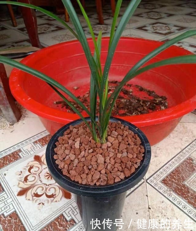 兰花上盆,矿泉水瓶做套筒,兰花长得更好!