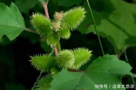 农村|农村路边常见的野草，茎叶有剧毒，果实可入药，祛风消炎治牙痛