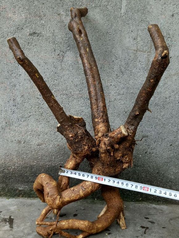 农村常见的1种树桩,栽在盆里剪几刀,变成盆景价值翻翻!