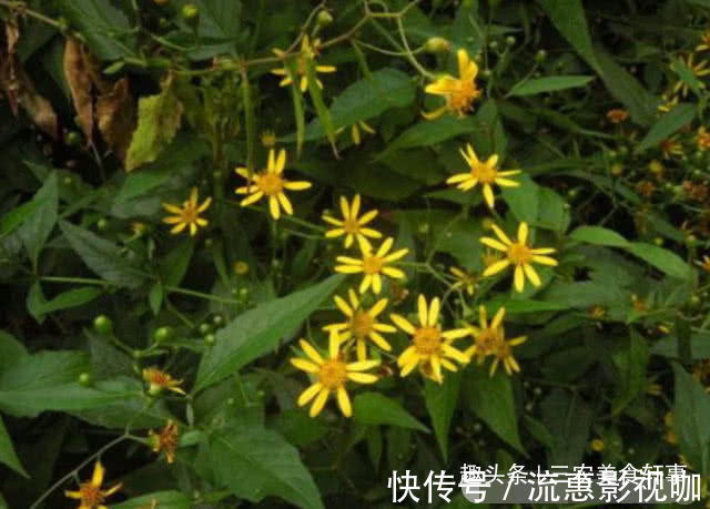 中草药|此种植物是珍贵的中草药,可治湿疹,如今农村集市上20元一斤