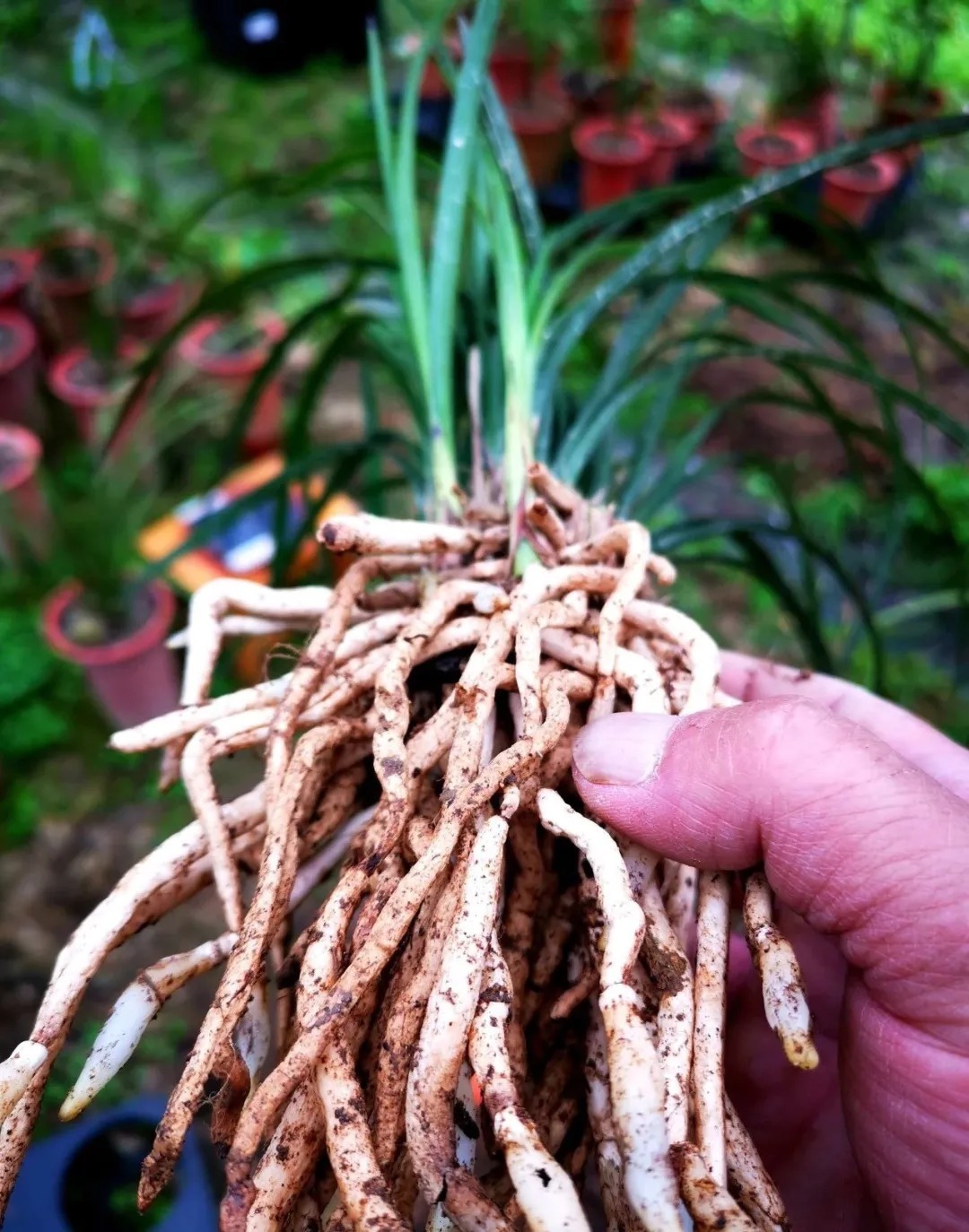 种植|兰花种植前,究竟要不要清洗兰根、浸泡药水?4种原因要明白
