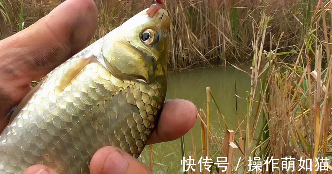 立冬之后这么钓鲫鱼,连杆、连杆,还是连杆