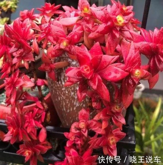 6种高颜值普货多肉，不怕晒不怕冻，长势旺易爆盆，美极了