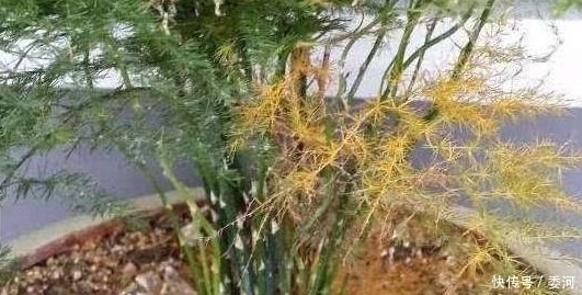 婆婆捡漏一盆黄叶的文竹,疯长不停年年开花结果,原来是因为它