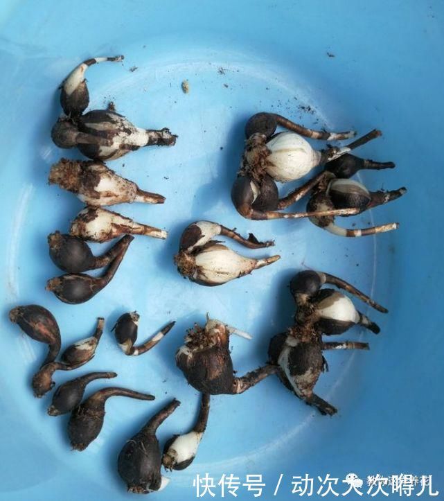 惊艳|这种球乱养都能活,丢盆里1个月开花,开花太惊艳