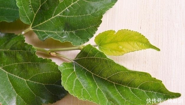 赶跑|尿酸过高,坚持用3种植物泡水喝,助你赶跑痛风