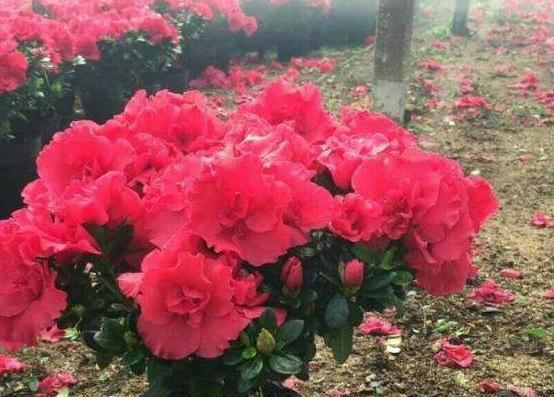 初冬养杜鹃，6点要牢记，出现冻害用这4招，过冬有保障