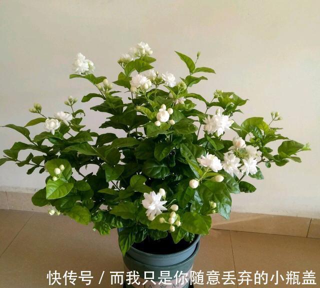 淘汰的茉莉花老桩不要丢，茉莉花老桩3个月的蜕变，光头变帅哥