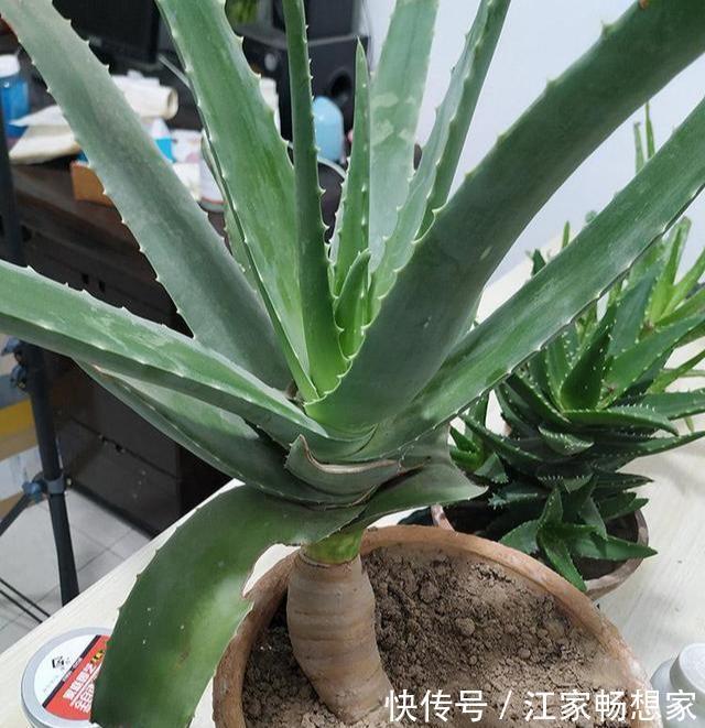 芦荟也能养成“老树桩”，枝干比人高，做菜美容用一年