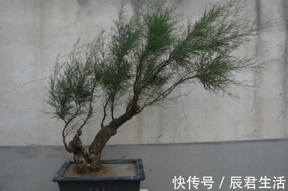 黄杨|4种农村常见的树墩子,修剪一番变成高价值盆景,观赏性极高