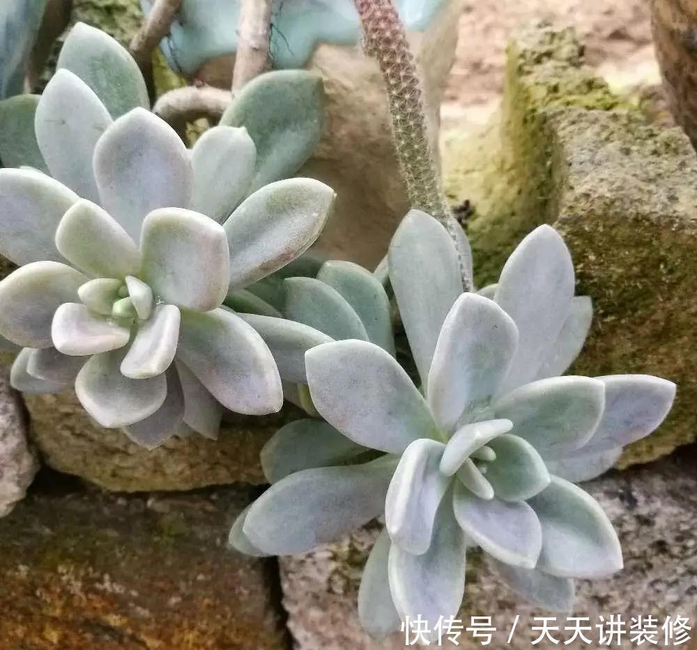 春天养多肉,就选这五种,叶色鲜艳又多姿,特别漂亮