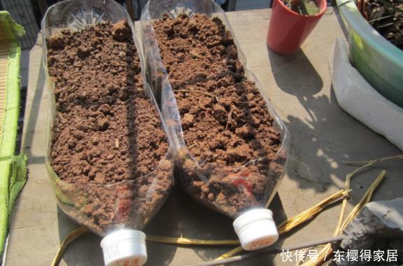没有养花的容器、肥料?将它们“废物利用”省钱,植物长势更好