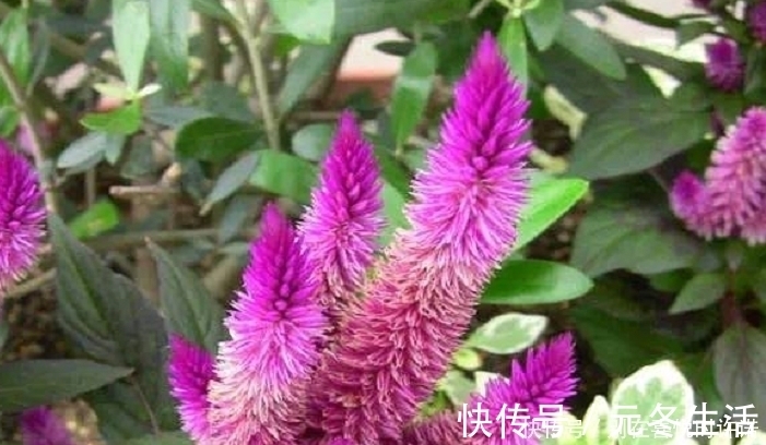 青葙|农村经常见到的这种野草,却有大功效,遇见了一定要手下留情