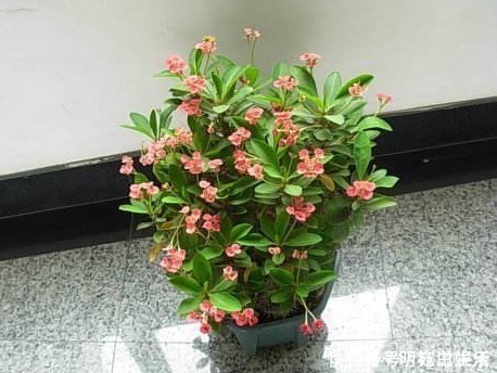 花卉|越来越多人养花不养绿萝了,如今都流行这种花,好看又旺财!