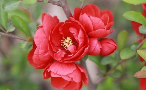 喝过的茶叶倒到花盆里能做肥料吗?怎么样?