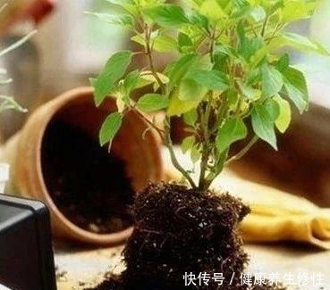 养花杀手的“臭毛病”,怪不得总是养死花,看看你占了几条!