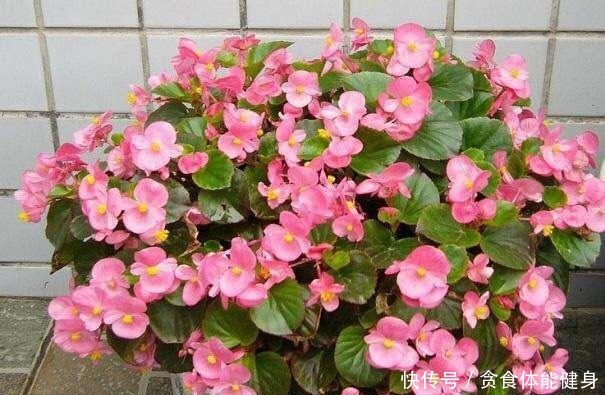 7种“耐阴花”，家中光照不足，照样生长茁壮，枝叶茂盛，长爆盆！