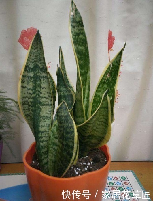 侧芽|虎皮兰不够油绿,不长侧芽?其实只需注意3个要点,想养不好都难