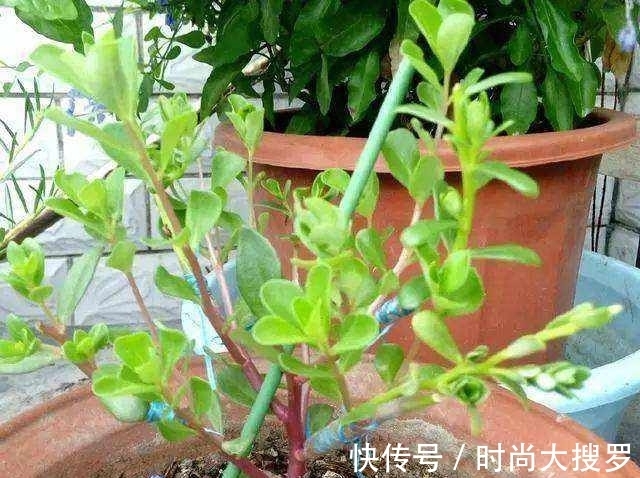 嫁接|养长寿花,用这法,1年就能成老桩,开满五色花,独特又吉祥