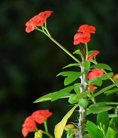 别看虎刺梅浑身刺,但易成活花量大,养好了能开到秋天