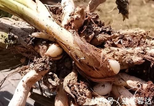 兰花|兰花快速生根有诀窍吗?兰友:照这4步操作,30天内就长新根
