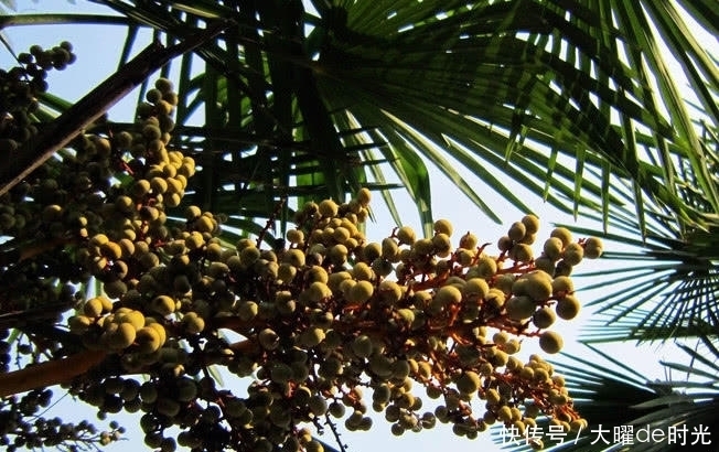 忽视|“营养价值高、浑身是宝”却被南方人忽视，北方人想吃都没有！