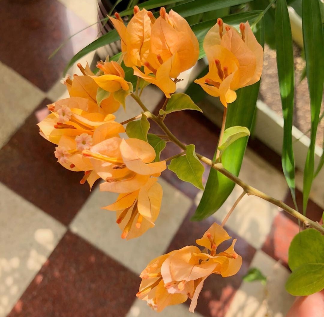 三角梅出现不开花,用1“小技巧”,开花多,天天有花赏!