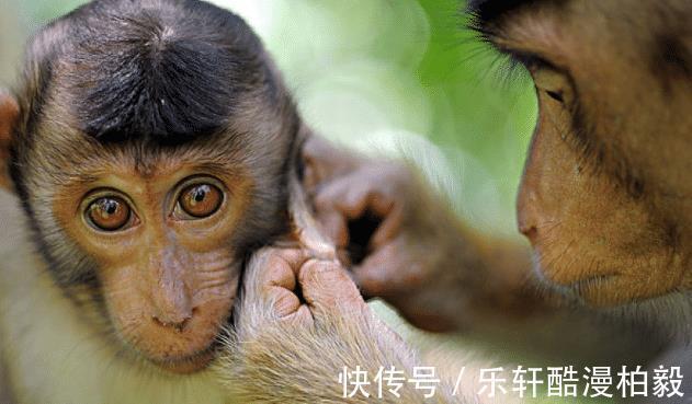 生肖猴|大金猴哪年出生的属猴人，旺人旺己，富贵不愁，看看有你吗